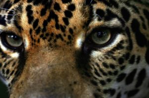 CAÑAS: Refugio de una jaguar ciega, y otros felinos con sueño de libertad.